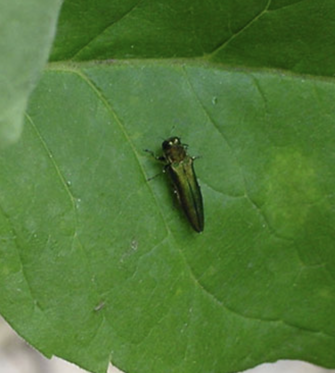 Emerald Ash Borer: signs to watch for and how to slow the spread